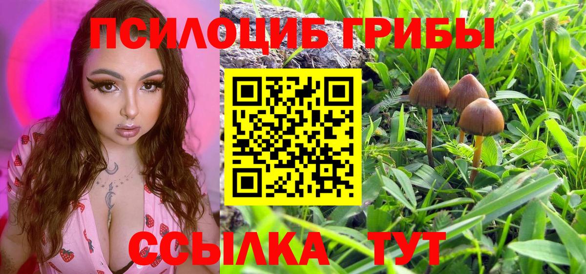 Псилоцибиновые грибы Cubensis Сертолово